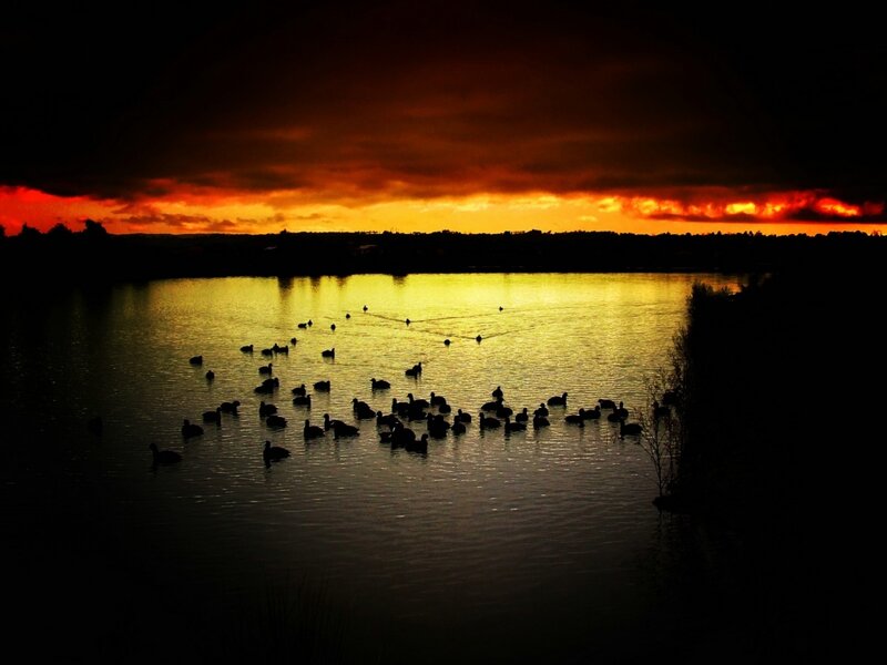 Silhouetted Birds on Water