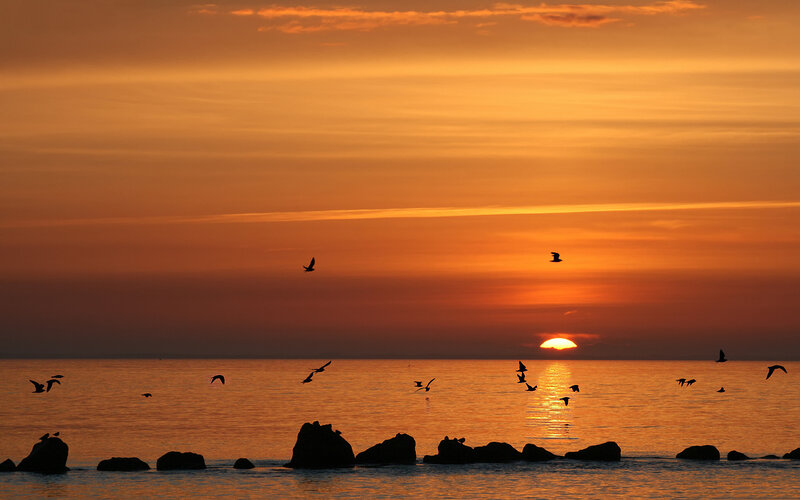 Silhouetted Birds over Water