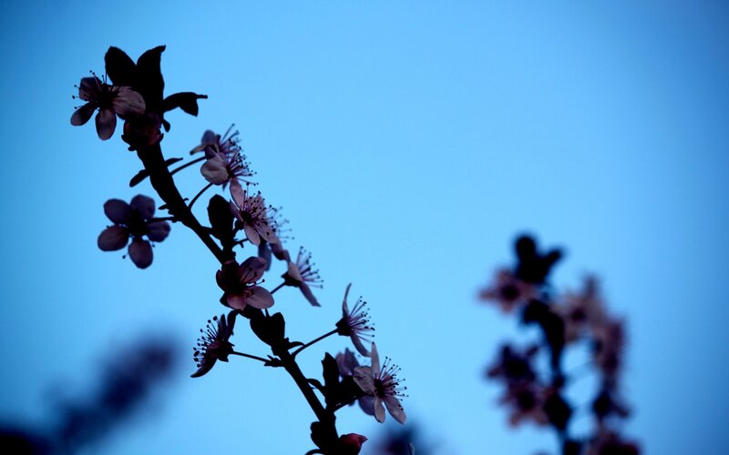 silhouetted blossoms at dusk