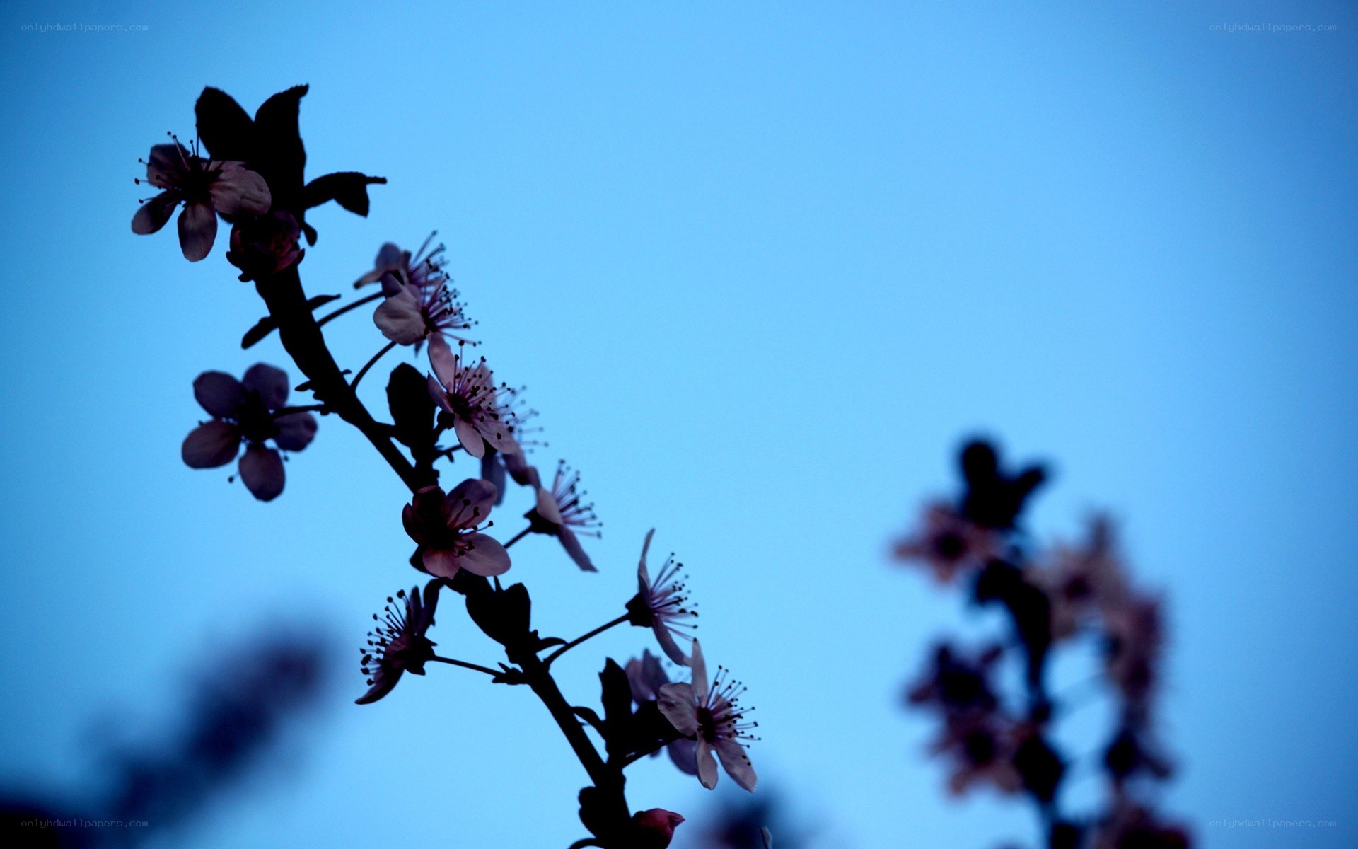 silhouetted blossoms at dusk