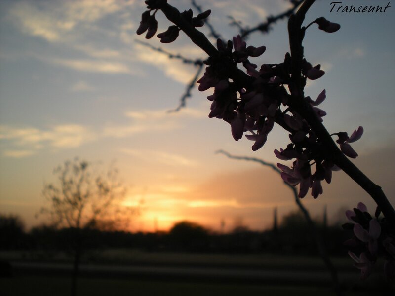 Silhouetted blossoms at sunset