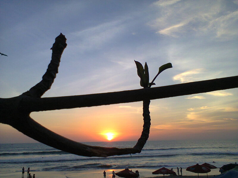 Silhouetted Branch at Sunset