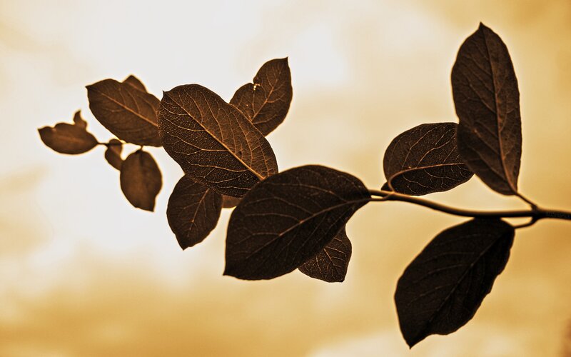 Silhouetted Branch with Leaves