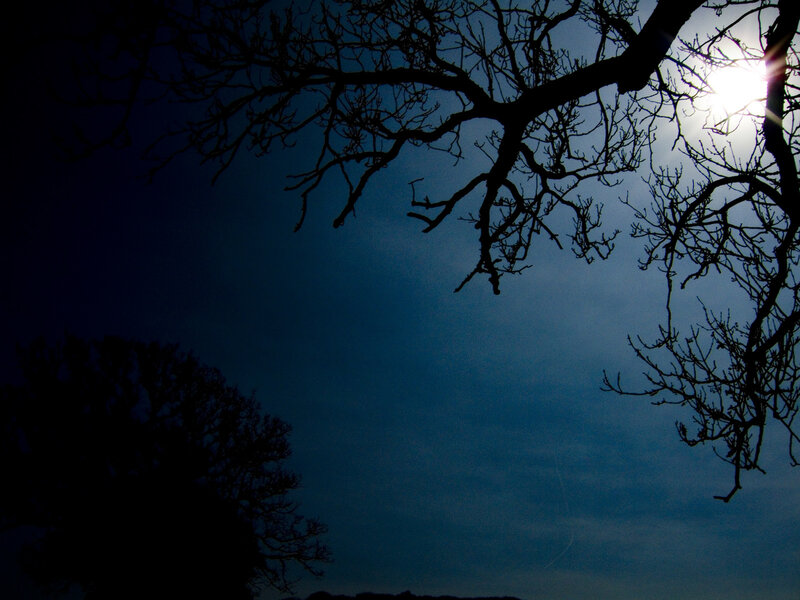 Silhouetted branches against moonlight
