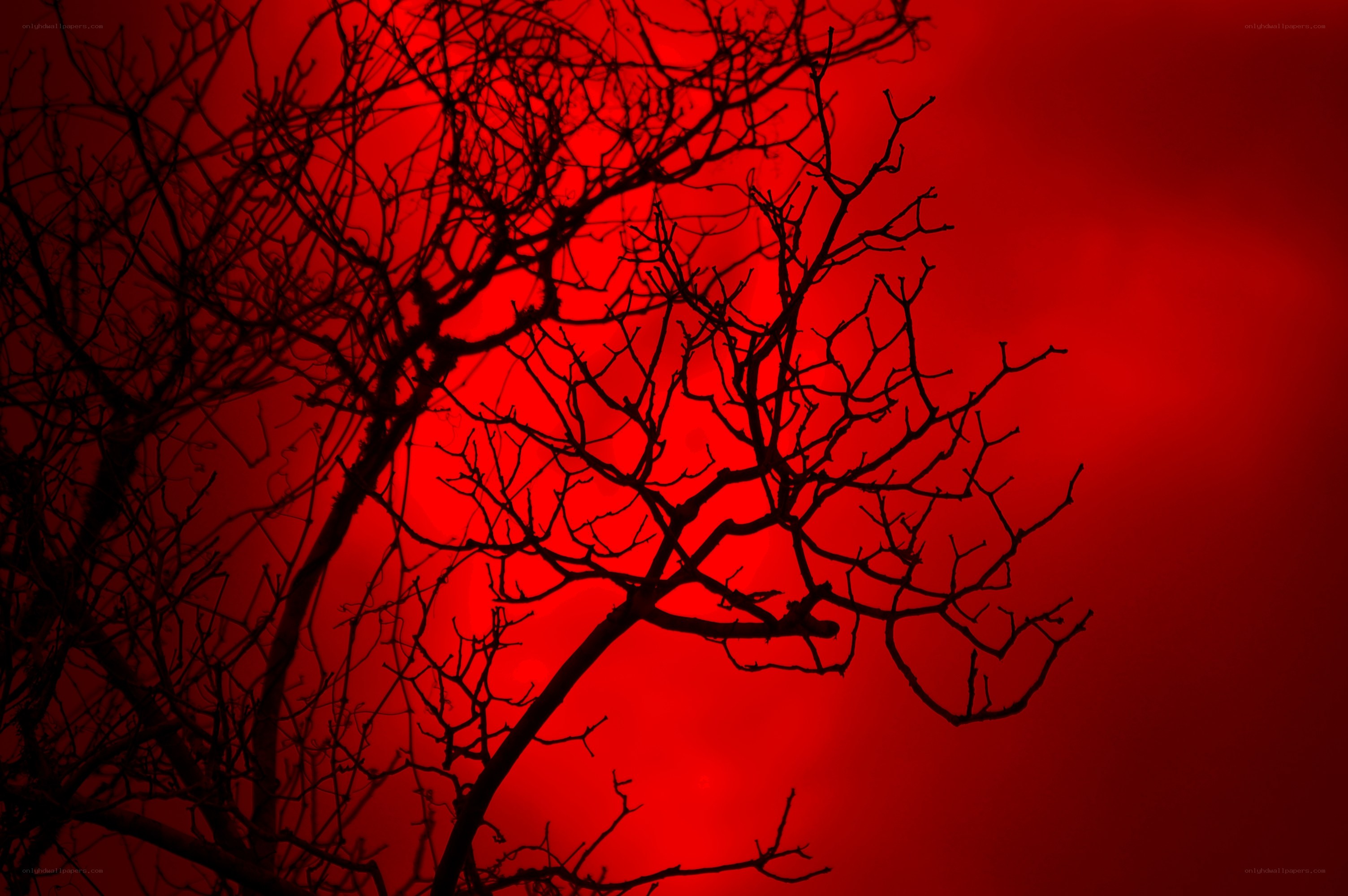 Silhouetted branches against red sky