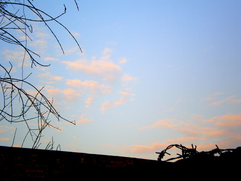 Silhouetted Branches and Wall