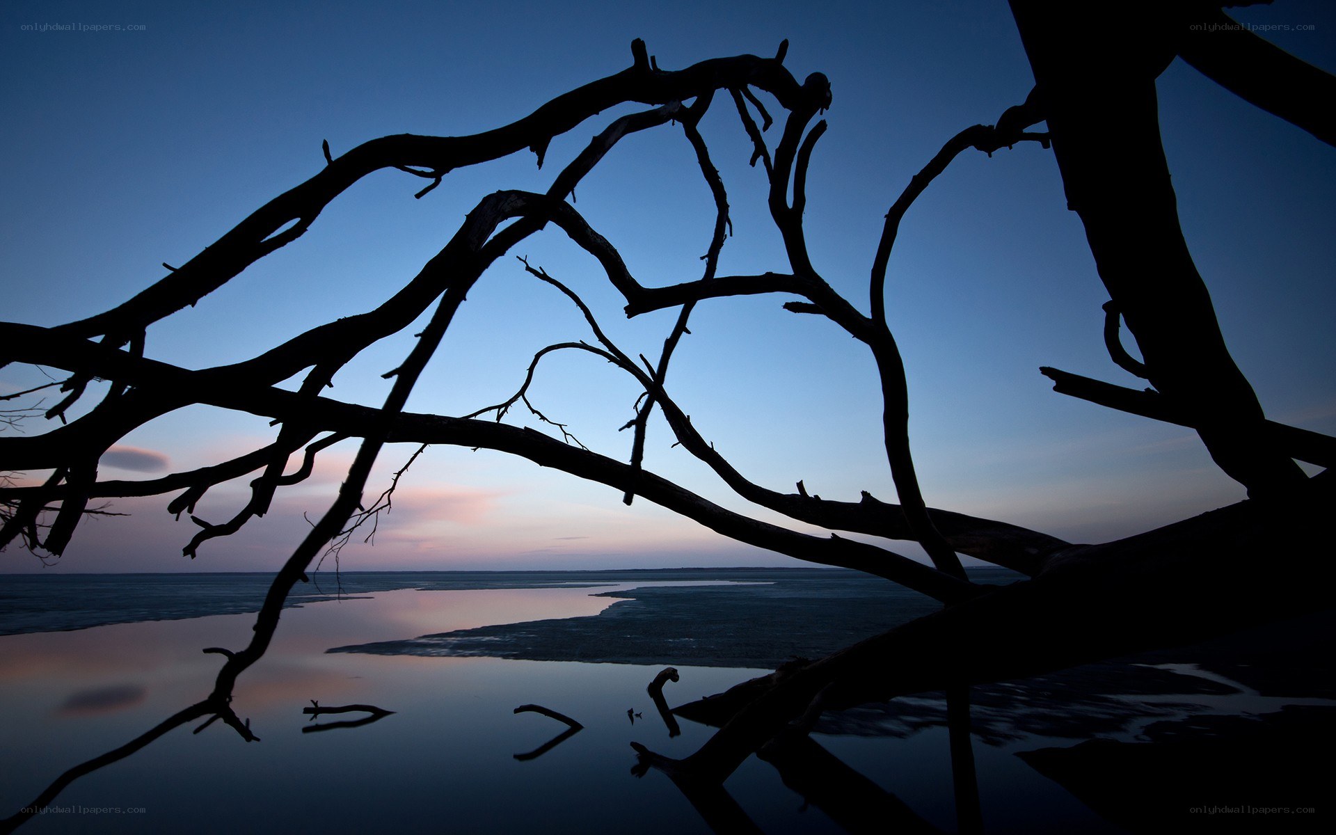 Silhouetted branches at dusk