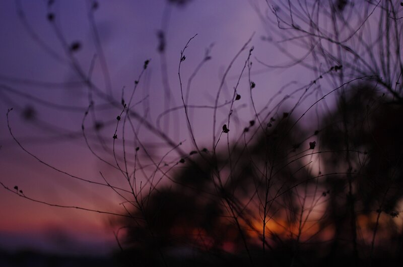 Silhouetted Branches at Dusk — Purple