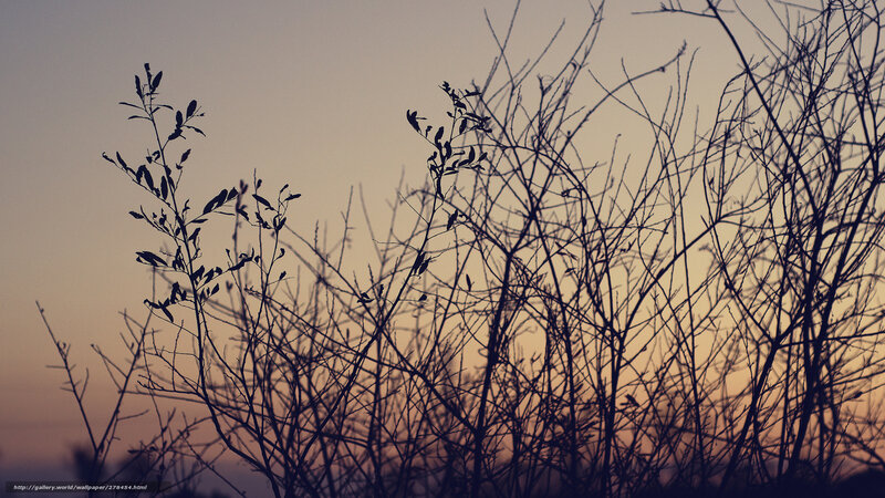 Silhouetted branches at dusk