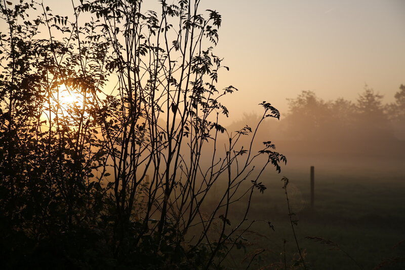 Silhouetted Branches at Sunrise — Orange