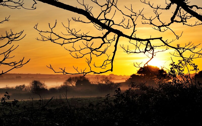 Silhouetted branches at sunrise