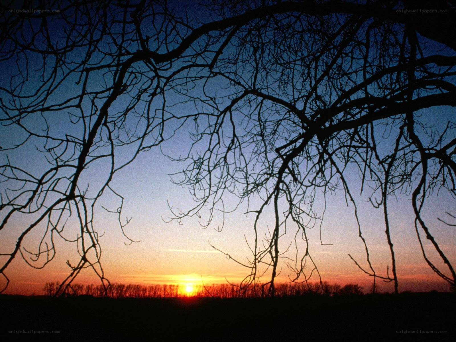 Silhouetted branches at sunset