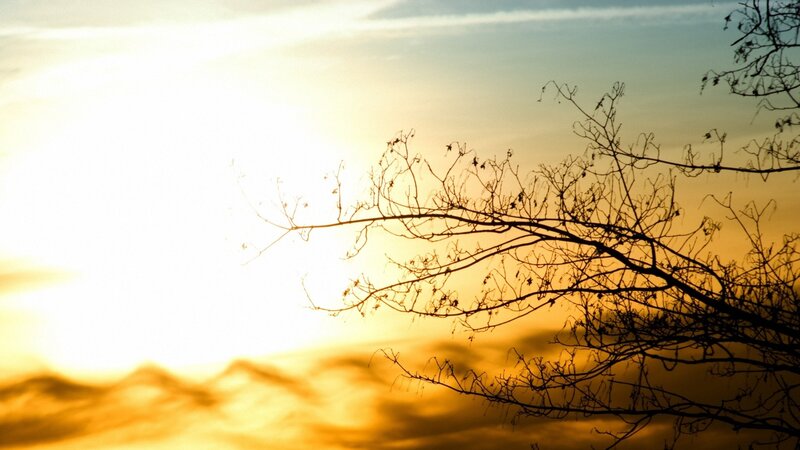 Silhouetted branches at sunset