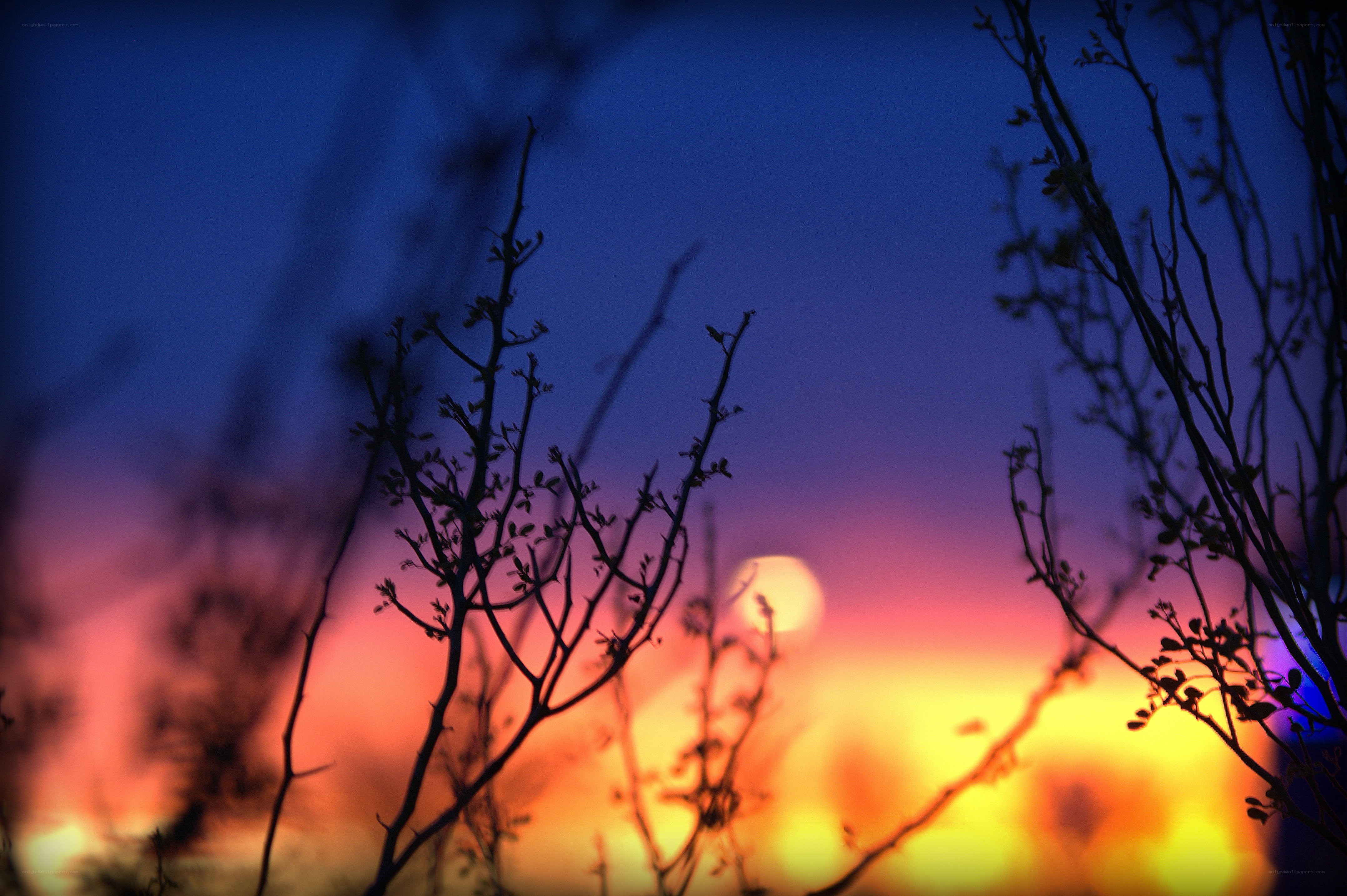 Silhouetted branches at sunset