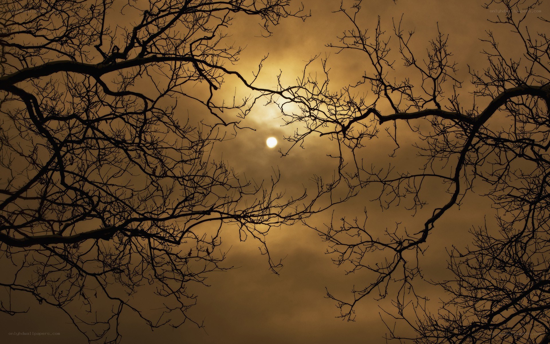 Silhouetted branches at sunset