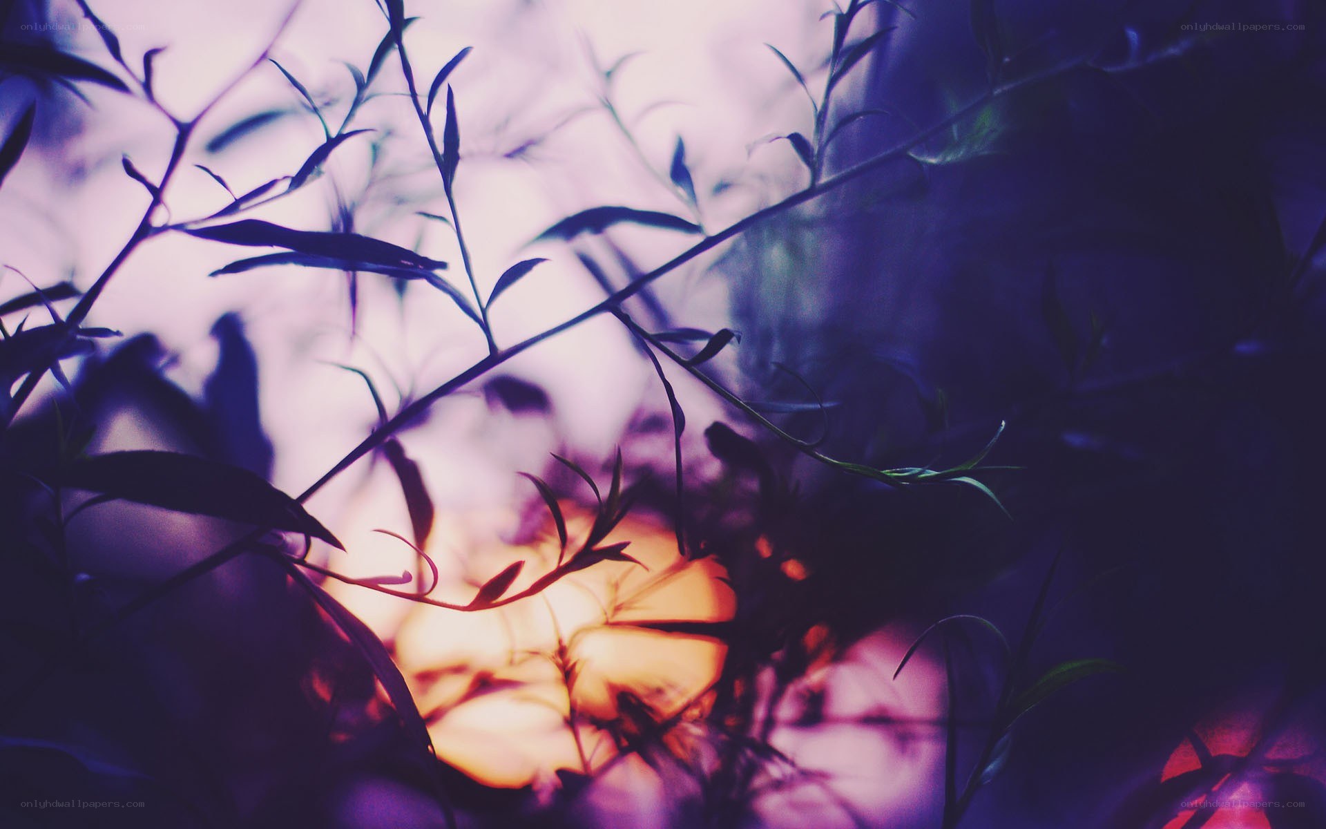 Silhouetted branches at sunset