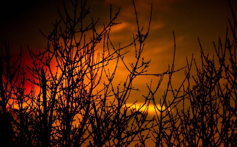 Silhouetted branches at sunset
