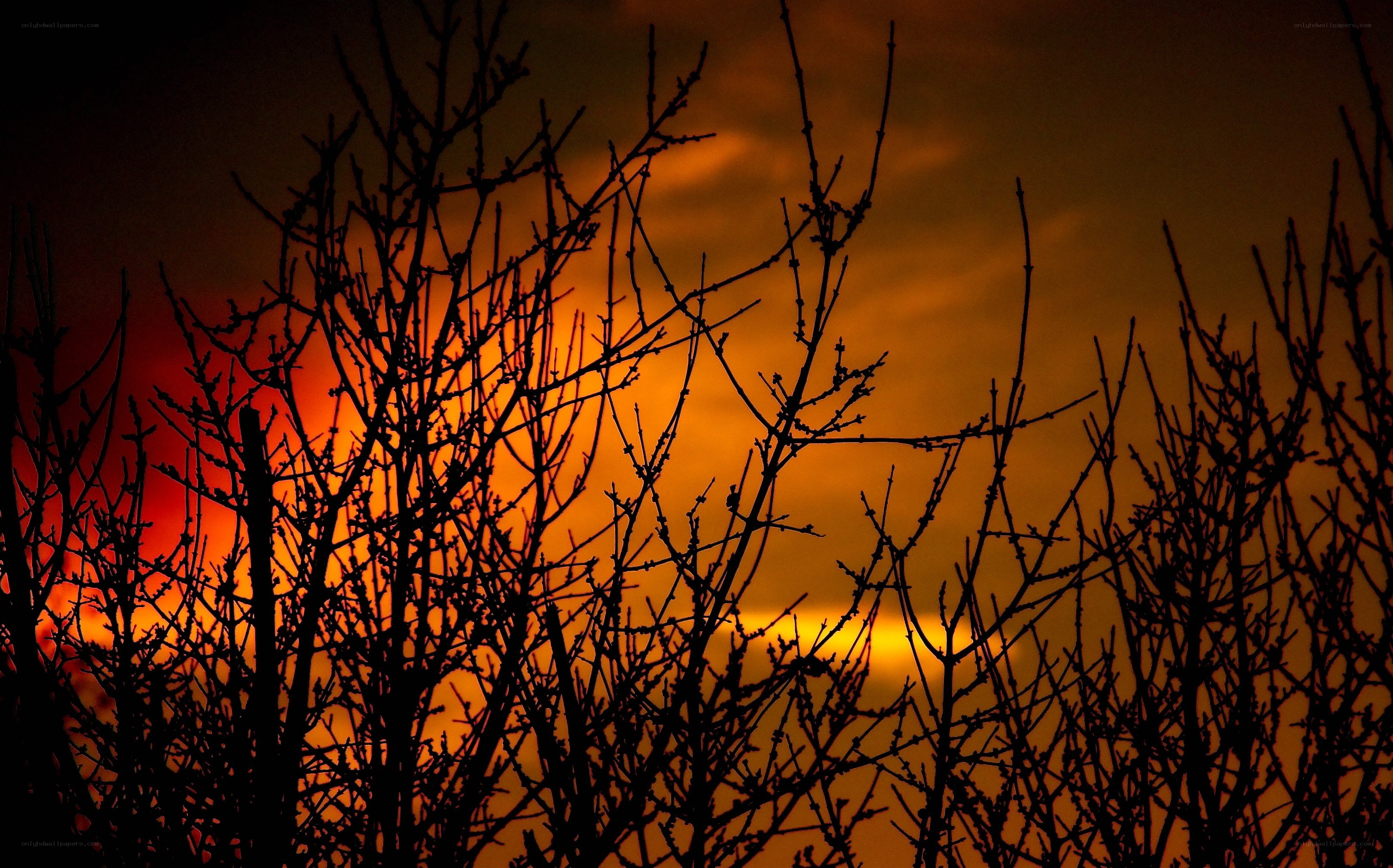 Silhouetted branches at sunset