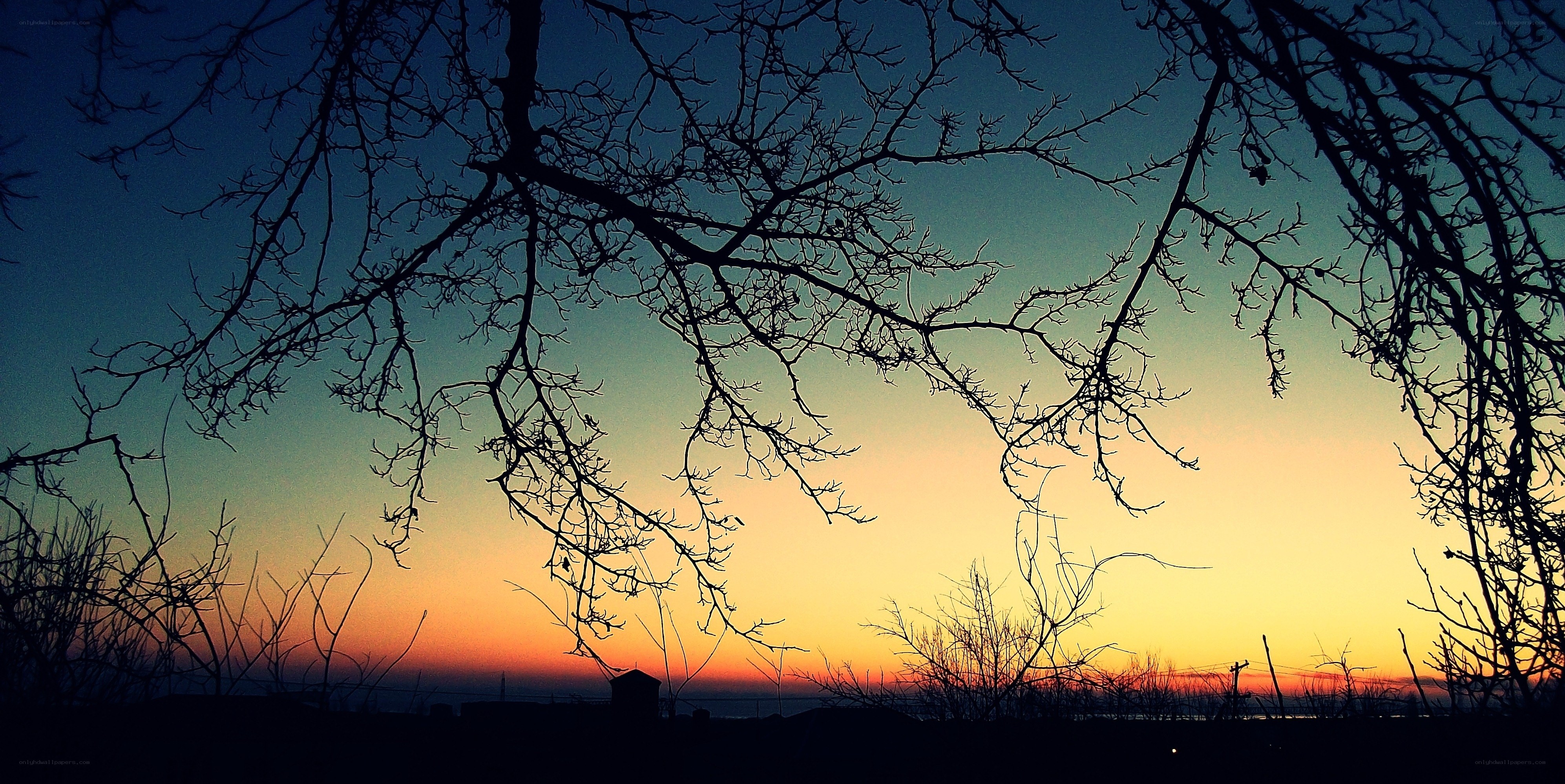 Silhouetted branches at sunset