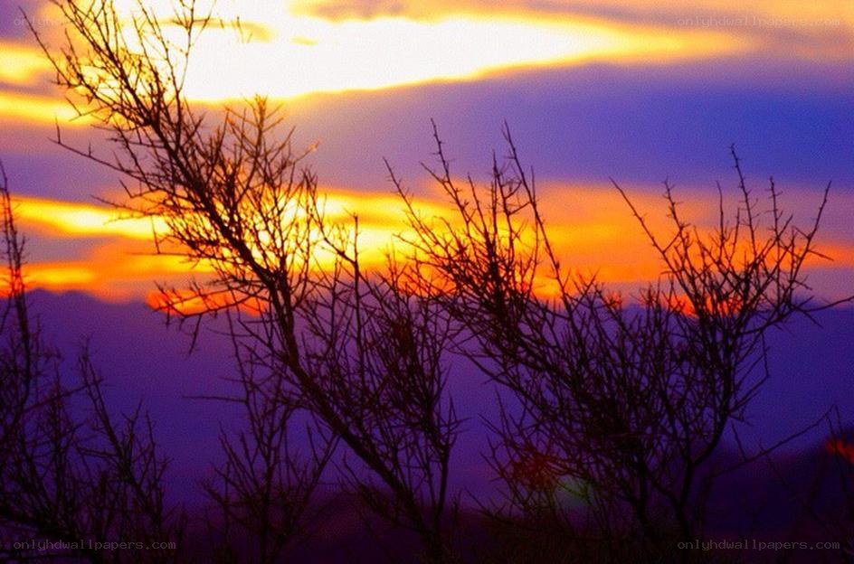 Silhouetted branches at sunset