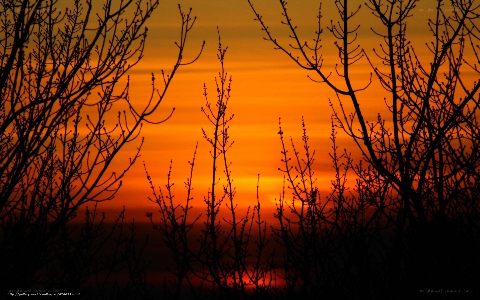 Silhouetted branches at sunset