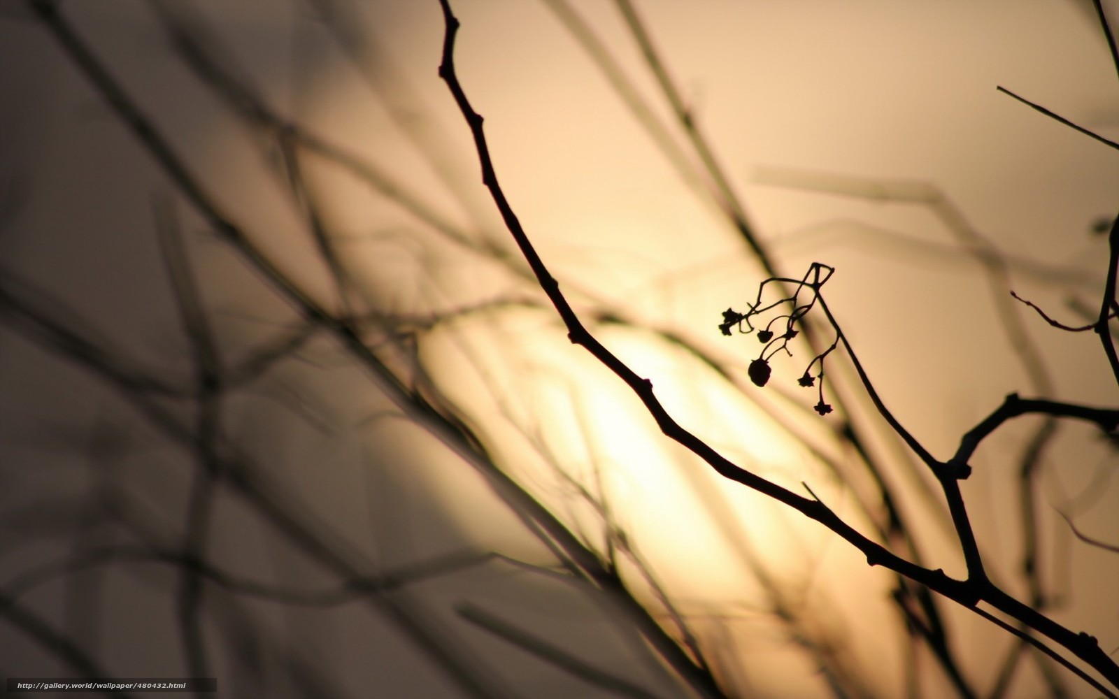 Silhouetted branches at sunset