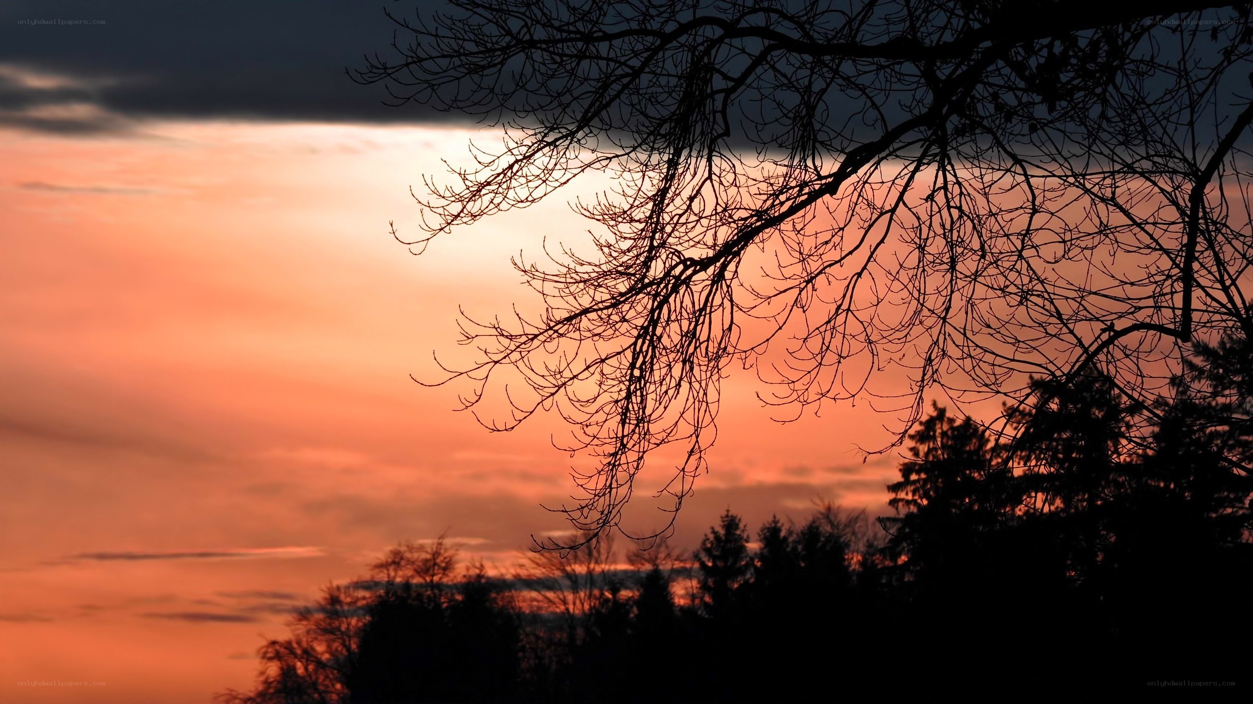 Silhouetted branches at sunset