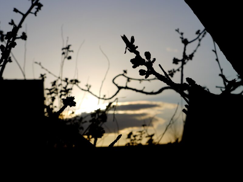 Silhouetted Branches at Sunset — Black