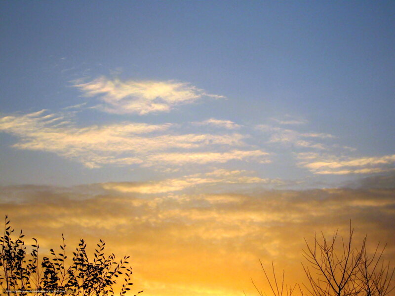 Silhouetted Branches at Sunset — Blue, Serene, Photograph