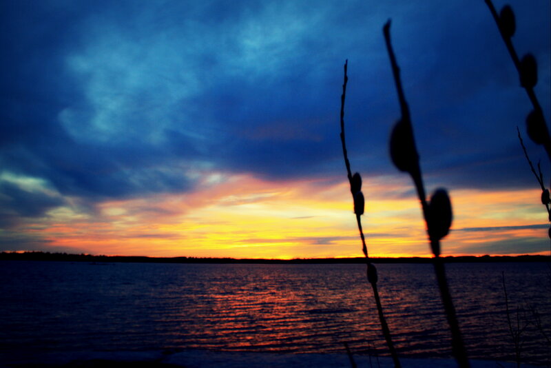 Silhouetted Branches at Sunset — Blue