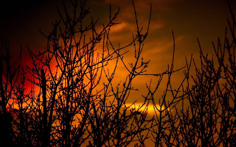Silhouetted Branches at Sunset — Orange, Dramatic, Photograph, Sky, Black, Red
