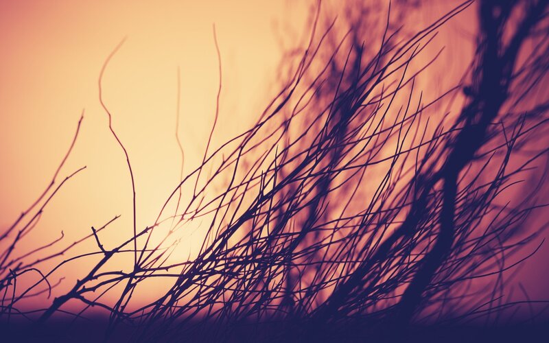 Silhouetted Branches at Sunset — Orange, Dramatic, Photograph, Sky
