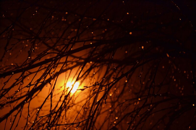 Silhouetted Branches at Sunset — Orange, Dramatic, Photograph, Sun, Droplets