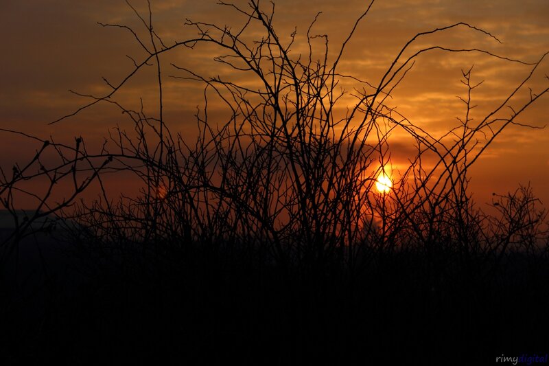 Silhouetted Branches at Sunset — Orange, Dramatic, Photograph, Sun, Sky, Black