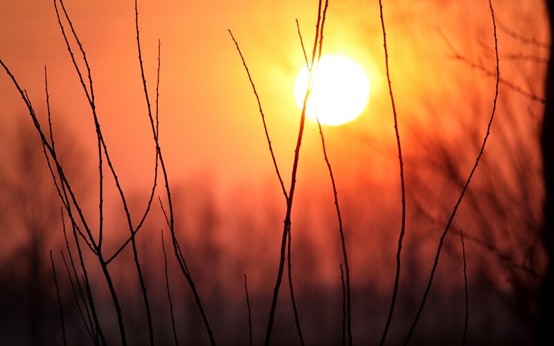 Silhouetted Branches at Sunset — Orange, Dramatic, Photograph, Sun, Sky
