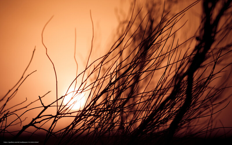Silhouetted Branches at Sunset — Orange, Dramatic, Photograph, Sun
