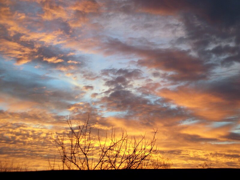 Silhouetted Branches at Sunset — Orange, Dramatic, Photograph