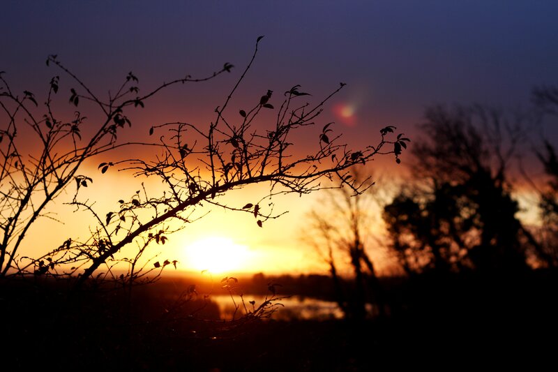 Silhouetted Branches at Sunset — Orange, Serene, Photograph, Sky, Sun
