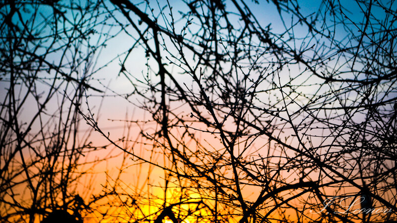Silhouetted Branches at Sunset — Orange, Serene, Photograph, Sky
