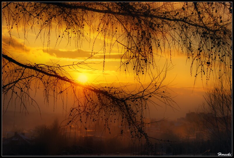 Silhouetted Branches at Sunset — Orange, Serene, Photograph, Sun, Sky