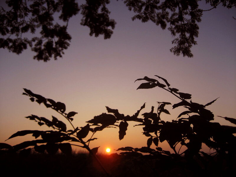 Silhouetted Branches at Sunset — Orange, Serene, Photograph, Sun