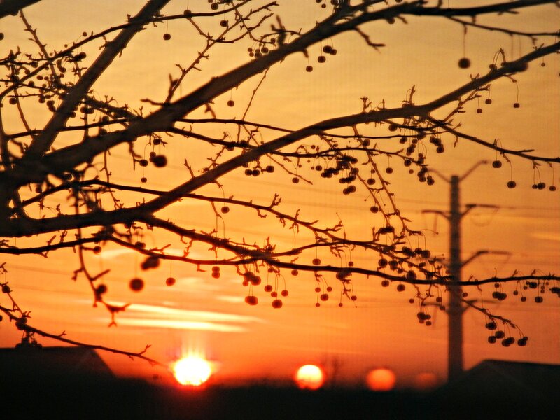 Silhouetted Branches at Sunset — Orange, Serene, Photograph