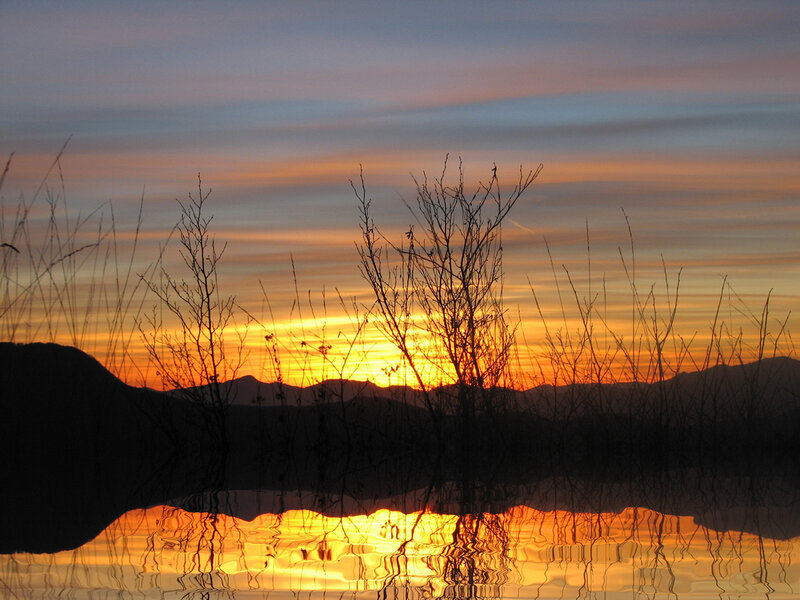 Silhouetted Branches at Sunset — Orange, Serene