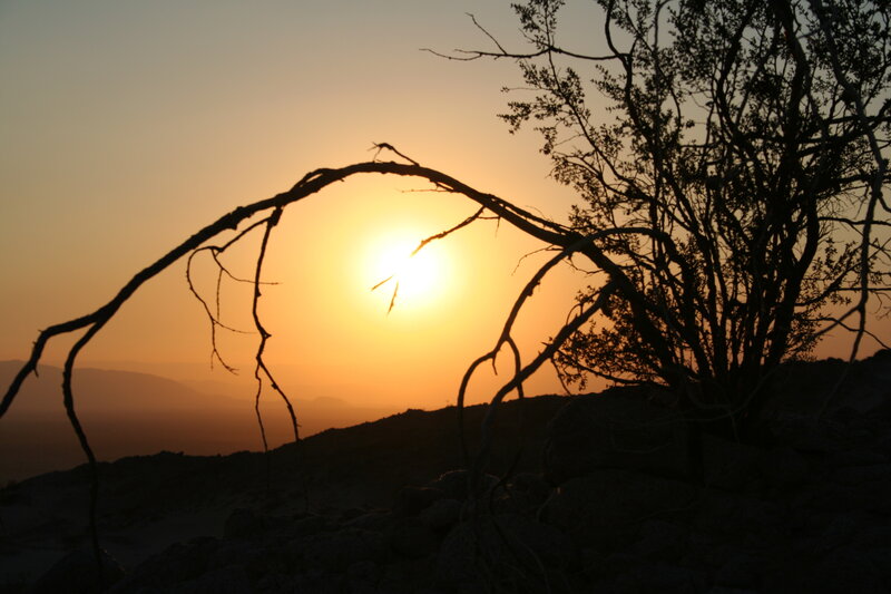Silhouetted Branches at Sunset — Orange