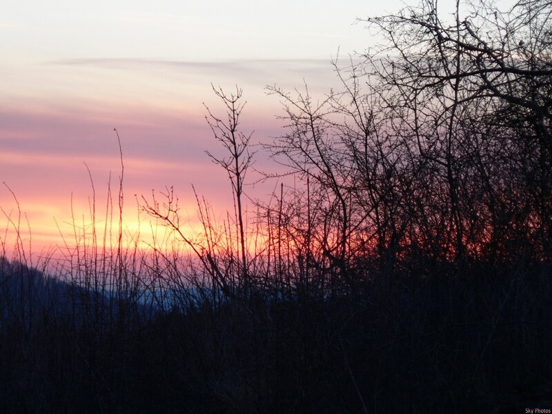 Silhouetted Branches at Sunset — Pink