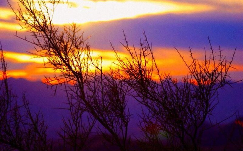 Silhouetted Branches at Sunset — Purple, Dramatic