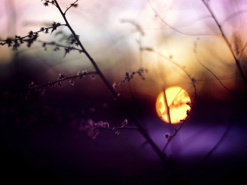 Silhouetted Branches at Sunset — Purple