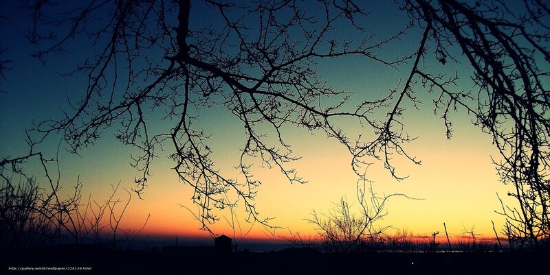 Silhouetted branches at sunset