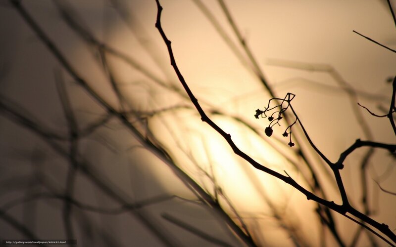 Silhouetted Branches at Sunset — Yellow