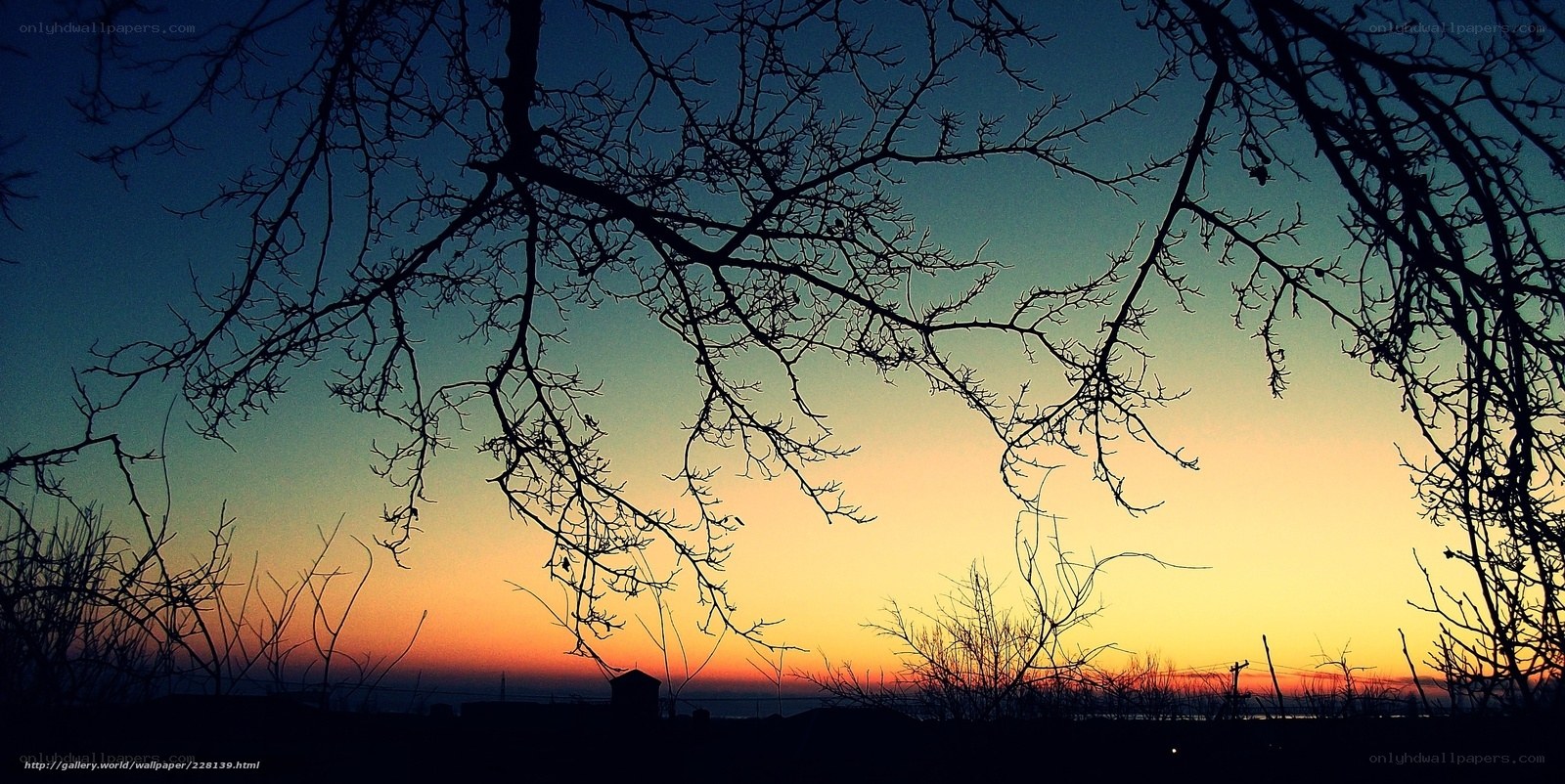 Silhouetted branches at sunset